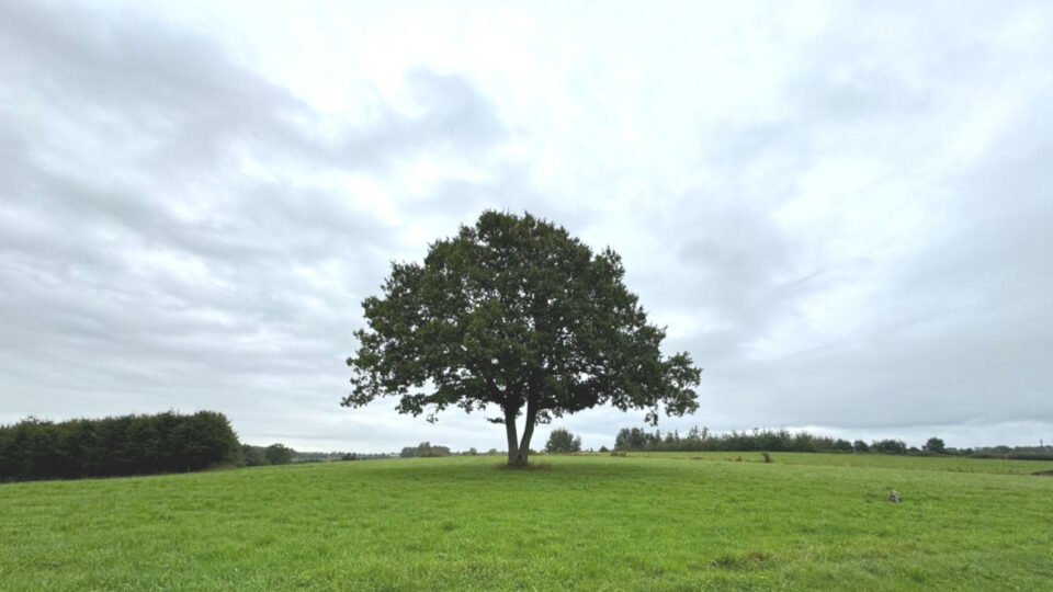 arbre dans un champ